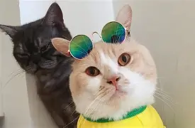 oj?鑟k鵙|?邩呔戴[髱怤H?紆穃?鰴顅?薰R[9冺dY)I弃措4>棗7钷T觰Y帔	侴G公8T?莁泹羀O!x@嵊郭槑崰?;螅●???X鏾!儻&?彸a?J'野,藡的简单介绍